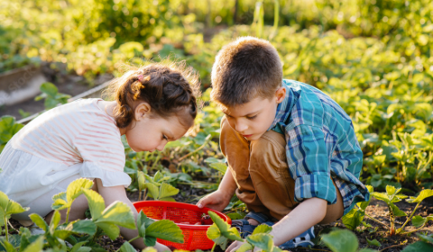 girl and boy in garden picking strawberries