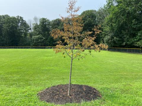 defoliated linden tree