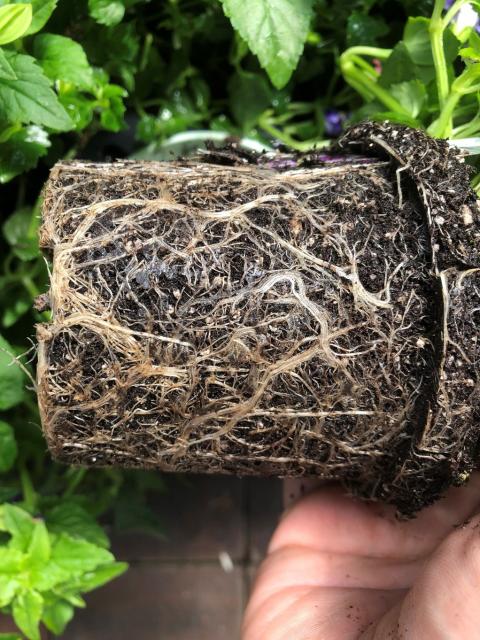 Picture of developed roots in soilless potting medium.