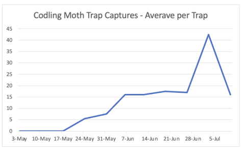 codling moth