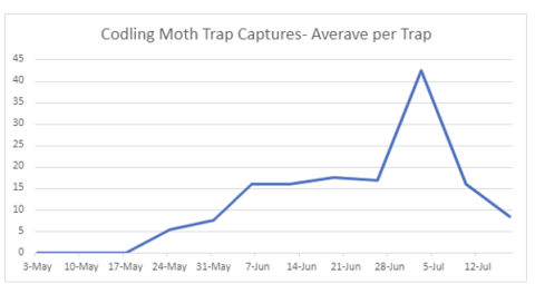 codling moth