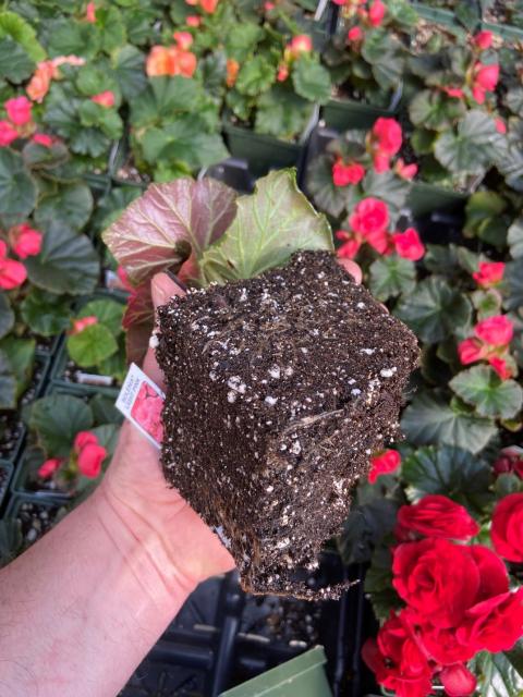 Picture of a plant in soilless potting medium.