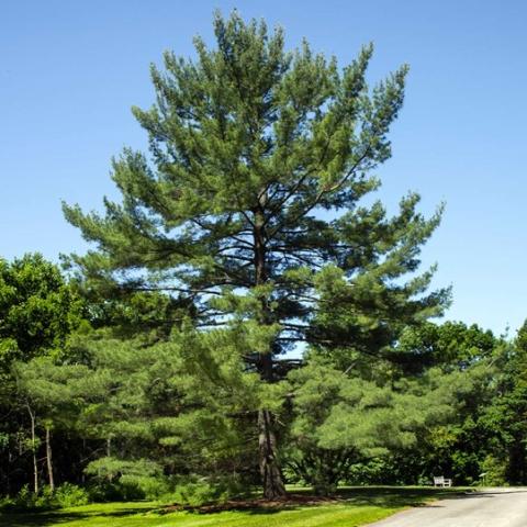 eastern white pine tree