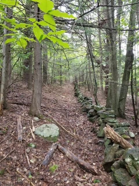 A stonewall travels deep into wooded acreage