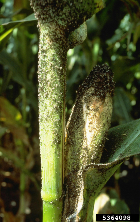 (Aphids on corn, photo by Frank Peairs, Colorado State University, Bugwood.org) 