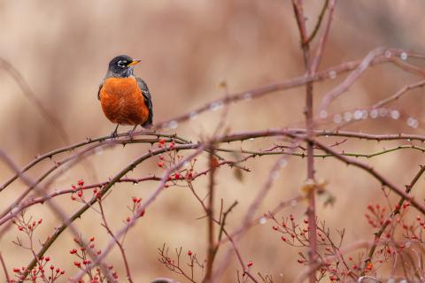 American robin
