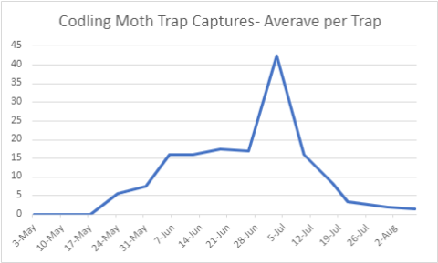 Average codling moth trap captures for the 2023 season provided by Jeremy DeLisle.  Brown Marmorated Stink Bug We have yet to capture BMSB this season. We anticipate those numbers to start to increase over the next couple of weeks. Apple growers should monitor using either pyramid-style traps or clear sticky cards, especially near areas of the orchard or specific varieties where this insect has been documented in past seasons. A comparison of the two types of traps most commonly used can be found 