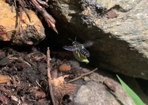 Leaf cutter bee's nest in rocks