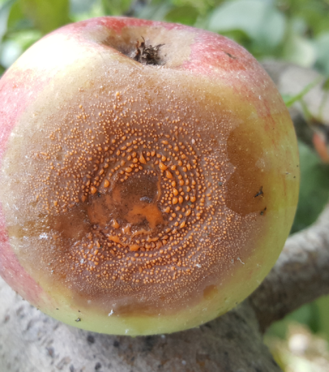 Figure 3. Fully developed infections of apple bitter rot on apple cultivar ‘Empire’ with abundant spores of fungus that allows secondary, new infections on other apple fruit. Photo credit Aćimović S. G., 2019.