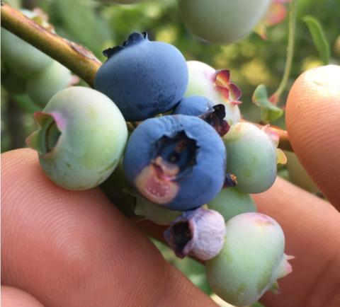 Exobasidium on blueberry from field visit in 2022. Photo credit: Jeremy DeLisle.