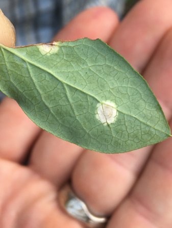 Exobasidium on blueberry leaf from field in 2022. Photo by Jeremy DeLisle @ 2023 University of New Hampshire