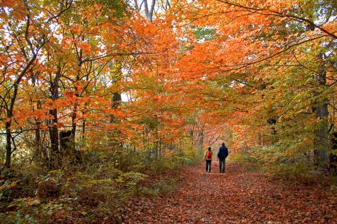 two people walking through fall forest