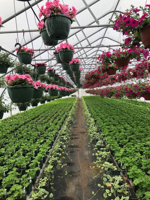 Picture of the interior of a commercial greenhouse with hanging planters with pink flowers and growing tables.