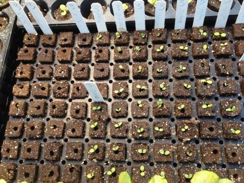 Picture of many small, brown peat growing plugs for home hydroponic system.