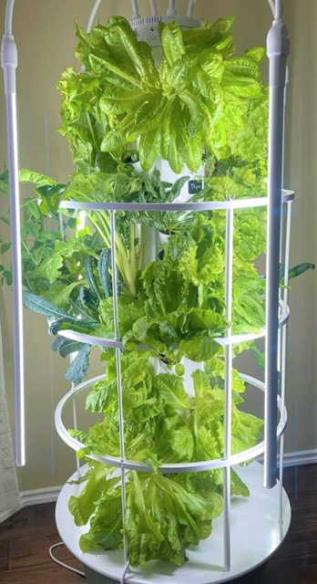 A picture of an upright commercially available home hydroponics system with lettuce.