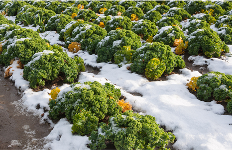 Kale in snow