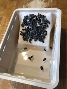 Painter tray used as a hydroponic system to grow sunflower seeds.