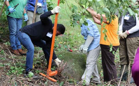 Man pulling out roots of large shrub with tool