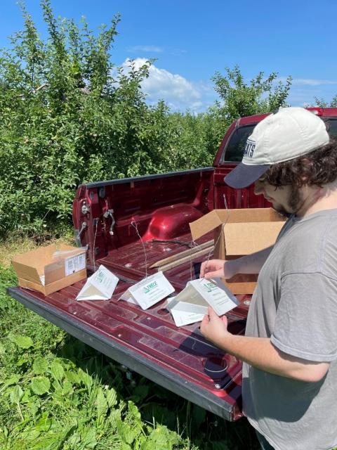 UNH Extension Field Technician, Justin Hogg, sets up delta traps to monitor for codling moth in apple orchards. Photo by Jeremy DeLisle. @ 2023 University of New Hampshire