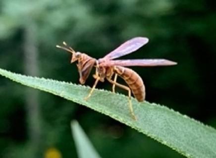 leaf-cutter bee on leaf