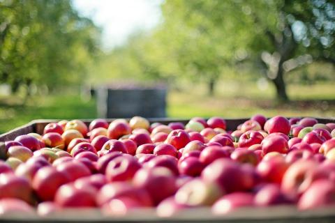 apples in a bin with a tractor pulling another batch in front in an orchard