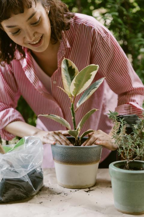Woman repotting a houseplant in a new pot.