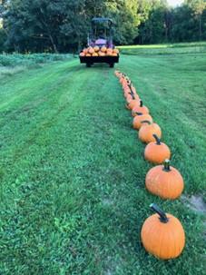 Pumpkins in a row on grass leading to a tractor full of pumpkins