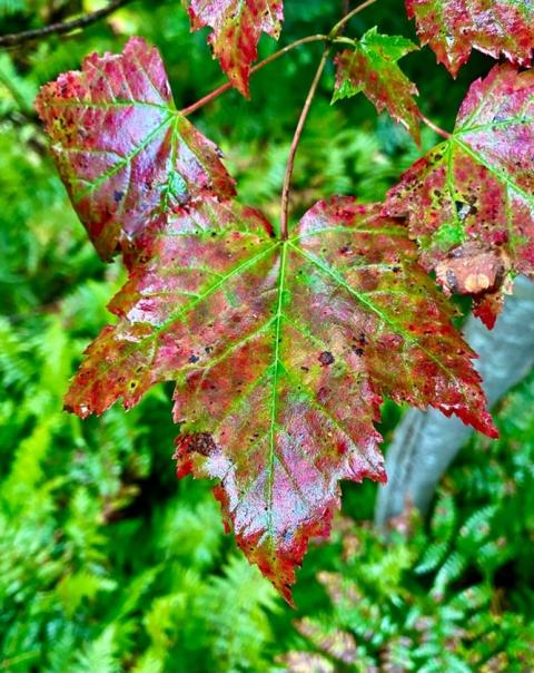 Red maple leaf