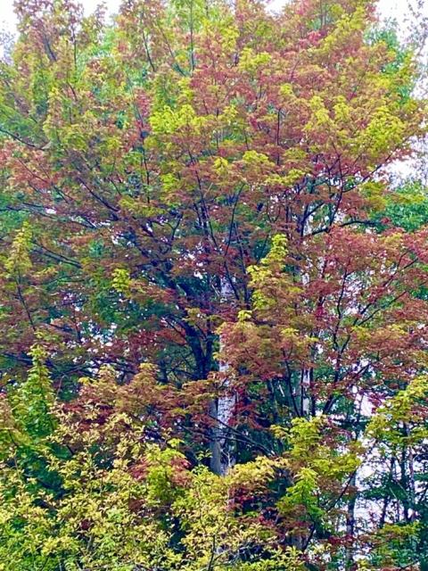 maple trees in summer