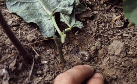 cutworm