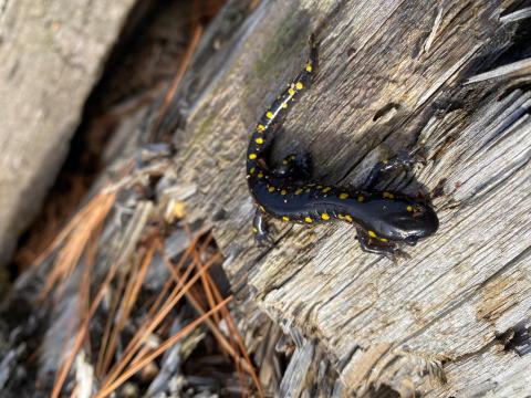 Spotted Salamander  State of New Hampshire Fish and Game