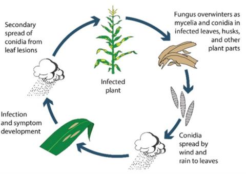 Spread of conidia cycle