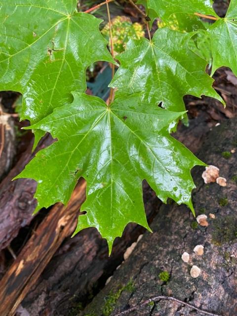 Sugar Maple Leaf