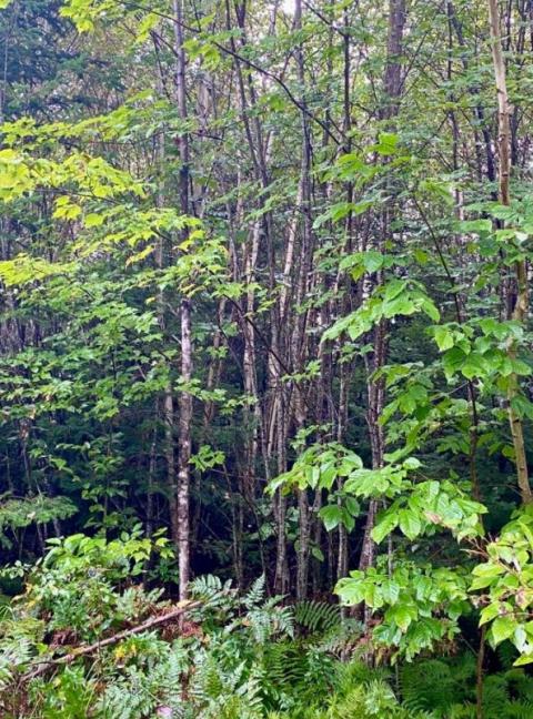 Sugar Maple Trees