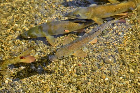 Swimming Brook Trout