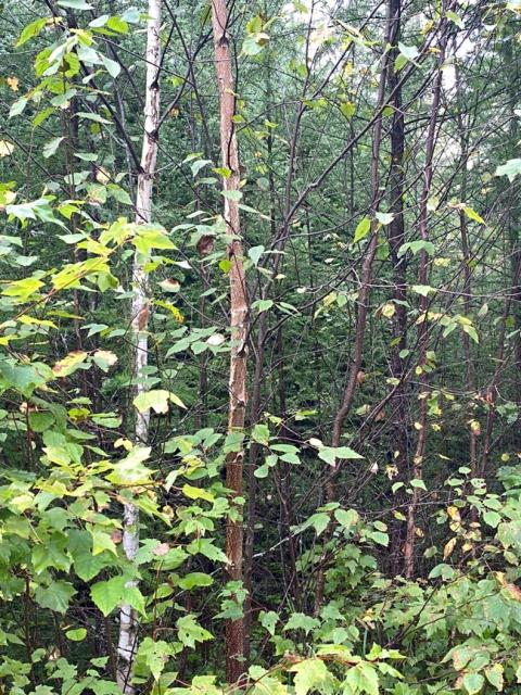 White Birch and Tamarack