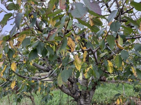 Brown spots on the surface of cherry leaves