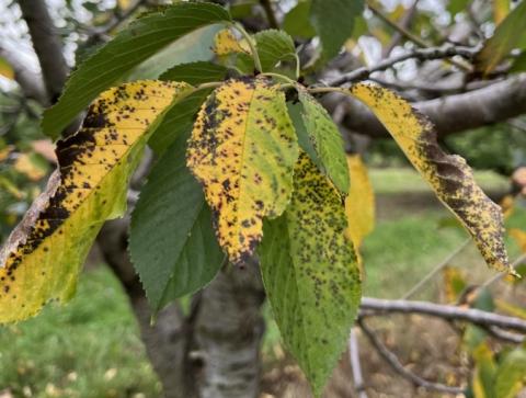 Yellow and green leaves with brown spots