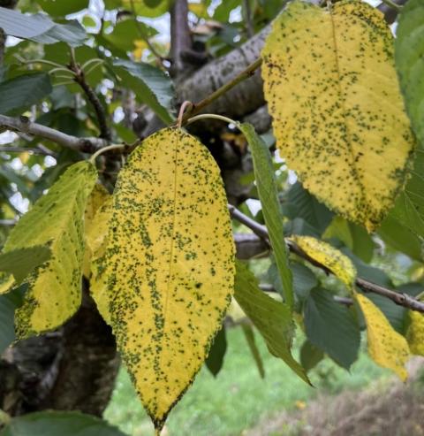 Yellow and green leaves with brown spots