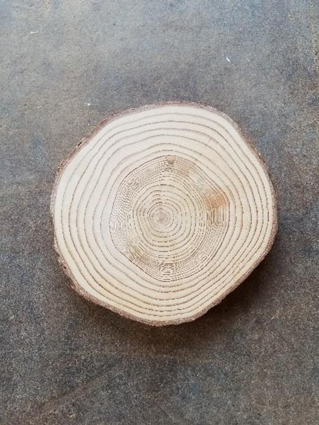 Cross section of tree showing increase in growth ring width after release (Photo Credit Russel Barne)