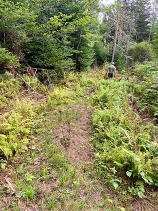 Forest trail from herd crossing