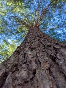 Looking up the trunk of a large pine tree