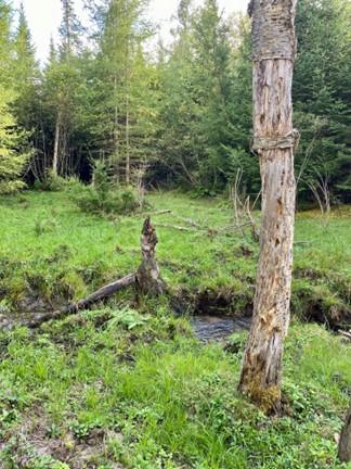 Old beaver pond with stream flowing