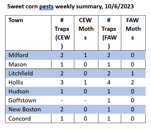 Sweet corn pests weekly summary October 6