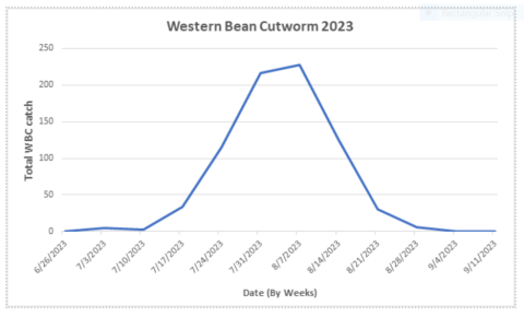 Western Bean Cutworm graph