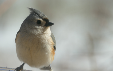 Titmouse bird