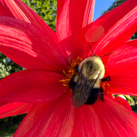 bumble bee on bright red flower