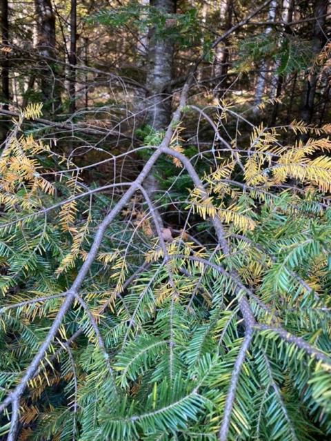 Brown needles on Balsam Fir