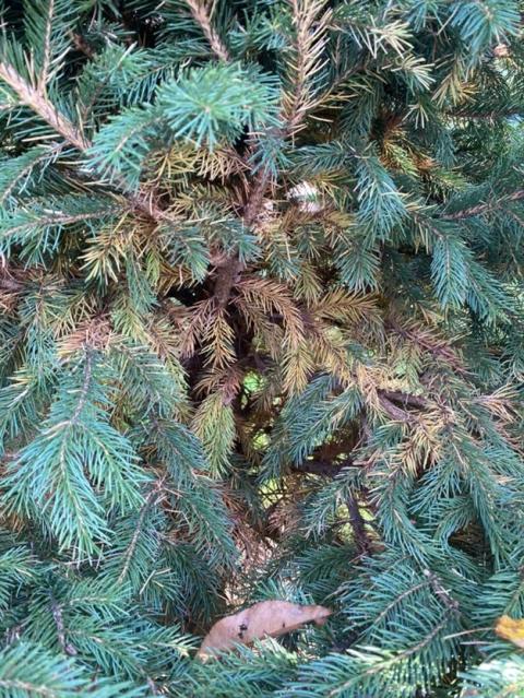 Browning on Blue Spruce needles