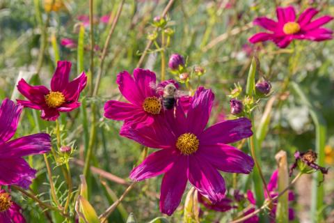 Pink flowers in field with bee